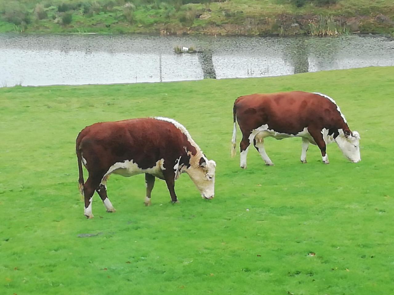Rectory Farm Bed and Breakfast Haverfordwest Εξωτερικό φωτογραφία